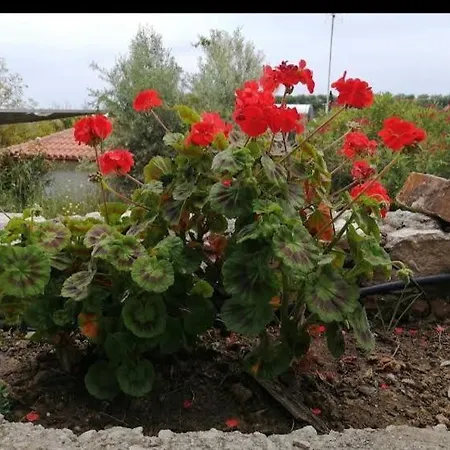 Maria Elena * Koróni