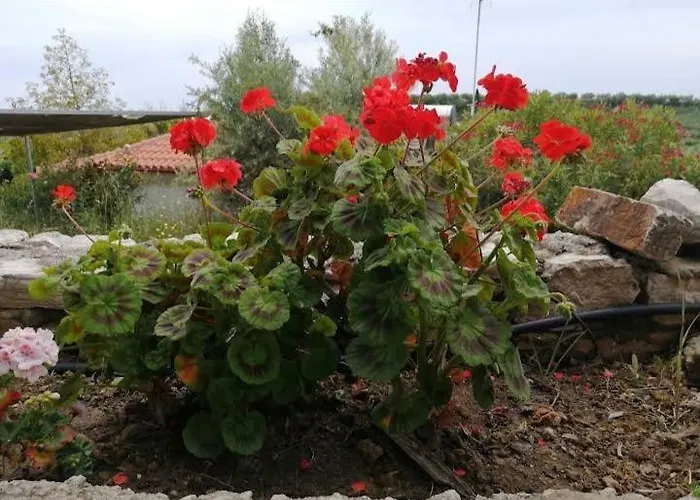 Maria Elena * Koróni